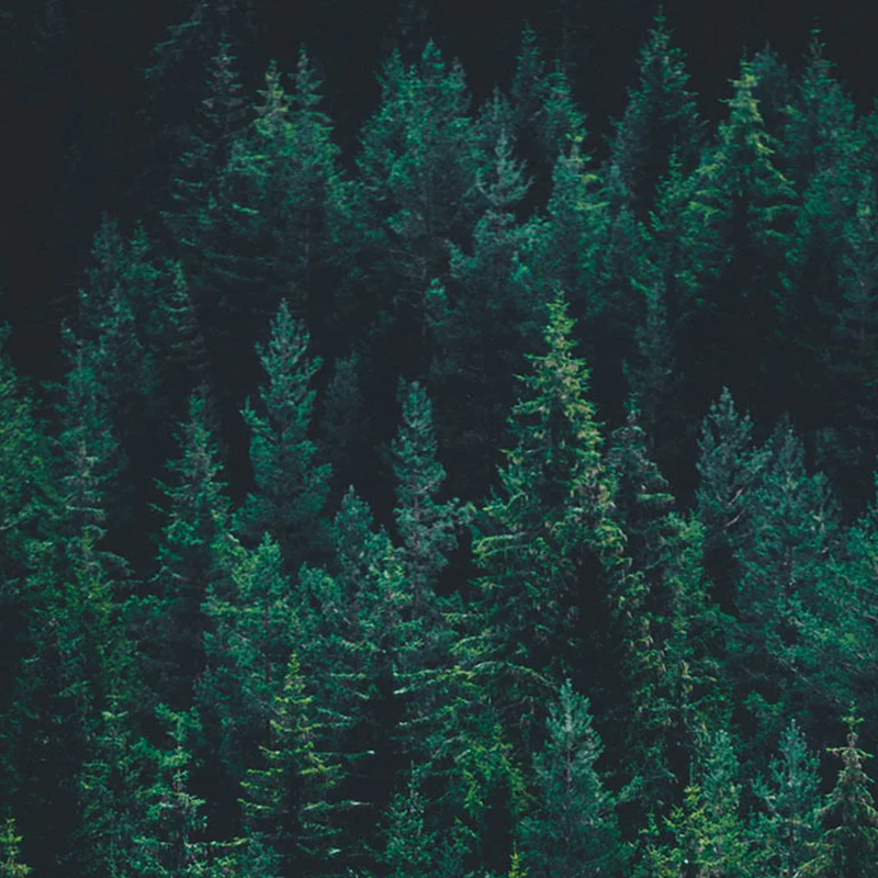 Beardbrand - Utility Oil, Tree Ranger, 118ml - The Panic Room