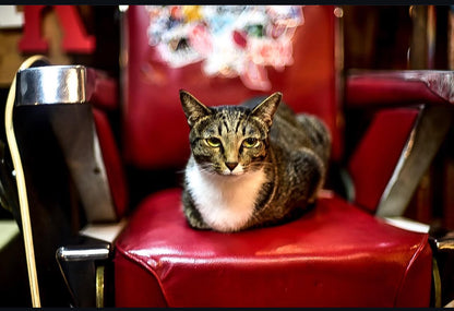 The Panic Room - Tribute To Tammy T-Shirt - The Panic Room